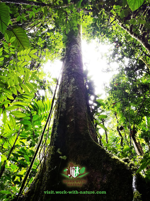 Forest Giant Costa Rica